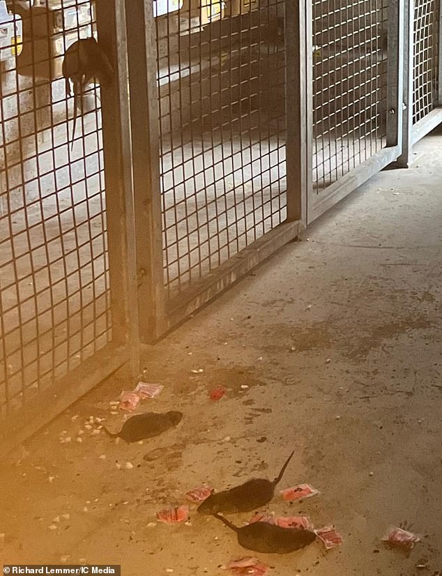 Rats scurry over the floor and climb over the railings on the bin room at Crystal Court in Hackney, North London