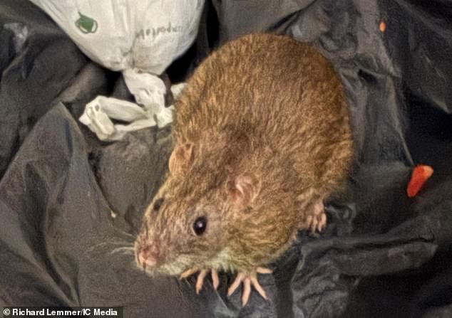 The rat infestation at Crystal Court is so severe that locals have compared it to a 'Victorian slum hellhole'