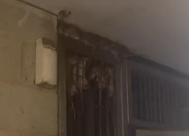 Rat scuttle up the railings in the bin room at the estate before escaping through a hole in the ceiling
