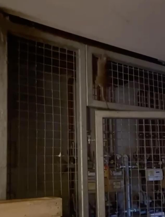 A rat scales the railings in the bin room before trying to escape up a hole gnawed in the ceiling