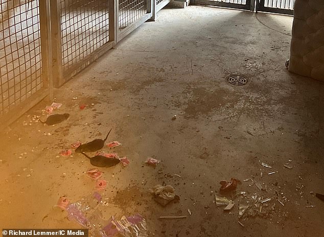 Some residents are so terrified of the infestation they refuse to go into the bin room to drop off their rubbish bins