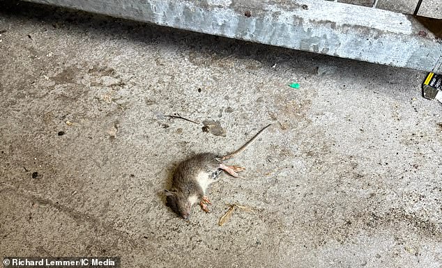 A dead rat is left on the floor at the bin room where pest control have laid down poison and traps