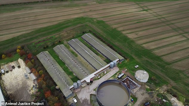 Piglets arrive at the farm (pictured) having been reared 13 miles away at Cranswick¿s Northmoor Farm, where an investigator secretly recorded a catalogue of abuse, as exposed by the MoS in May