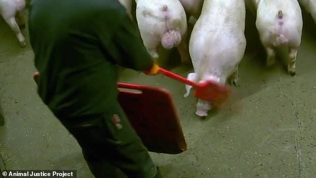 From injured piglets violently kicked across the floor by workers to others left contorted in pain during slow and agonising deaths, this is the daily reality for pigs farmed by Britain¿s largest pork supplier, which insists animal welfare is ¿close to its heart¿