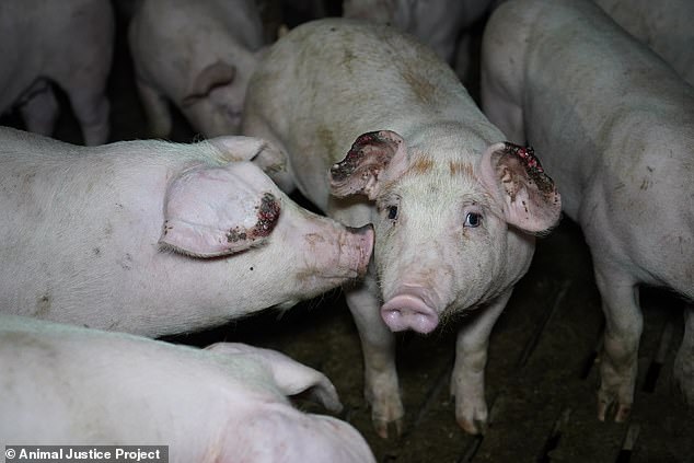 Shockingly, some of the most severe abuse was inflicted just two weeks after the farm was audited by Red Tractor, a quality mark meant to ensure standards of animal welfare. Critics say this raises questions about the scheme¿s credibility and are calling for a public inquiry
