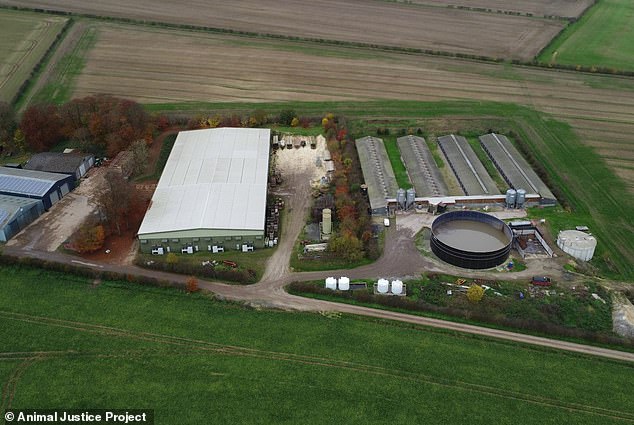 Somerby Top Farm (pictured) houses around 4,000 pigs, crammed into barren sheds with up to 27 pigs per pen. It is a fattening farm, where the animals are raised to reach the right weight for slaughter