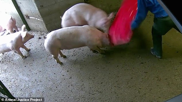 The bombshell findings come just months after The Mail on Sunday revealed that piglets were being beaten to death at a different farm run by the same company, Cranswick