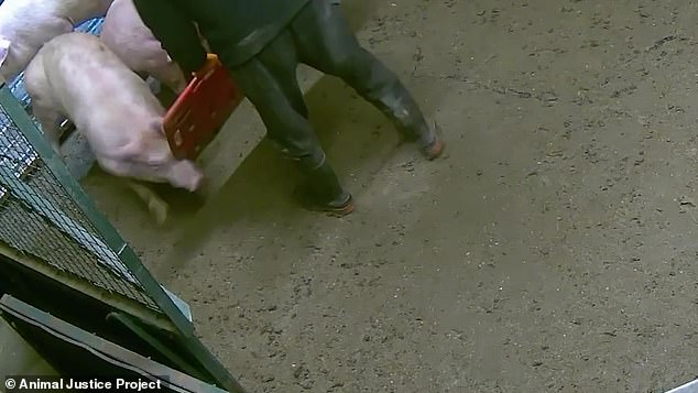 Today¿s revelations about Somerby Top come after a probe carried out by rights group Animal Justice Project, which saw investigators bravely going into the farm at night to hide cameras and document widespread suffering