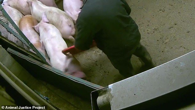 Despite it marketing its meat as ¿high welfare¿ and using the phrase ¿farming with conscience¿ on its website, alongside photos of pigs happily enjoying idyllic green fields - video evidence shows this is far from the reality