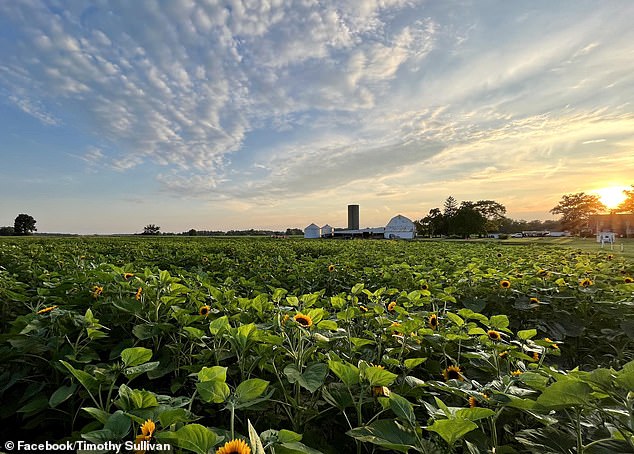 With their wedding planned for early summer 2026, the couple¿s unforgettable proposal will soon be visible to all when the farm¿s fall season begins this September (pictured: Circle S Farms)