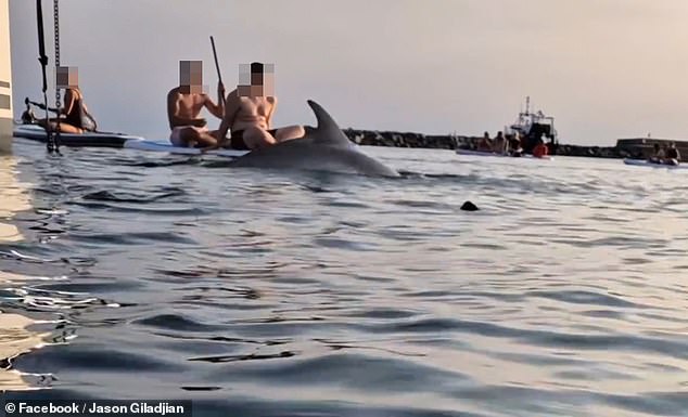 The tourists have ignored warnings to stay away from the bottlenose dolphin, who could harm or even kill someone