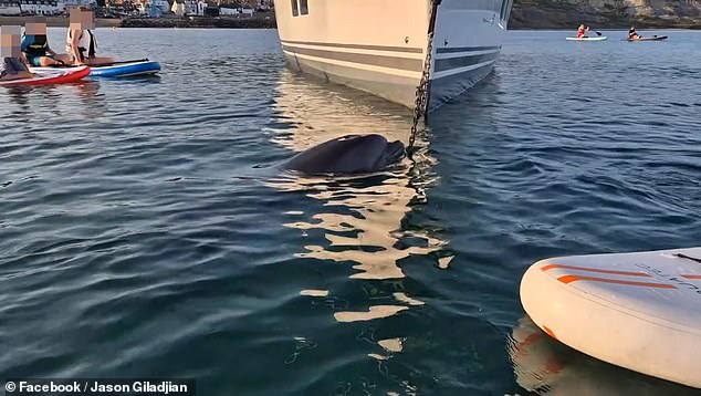 The dolphin, who is visibly injured and has gashes on its side, was seen circling around tourists on Friday evening