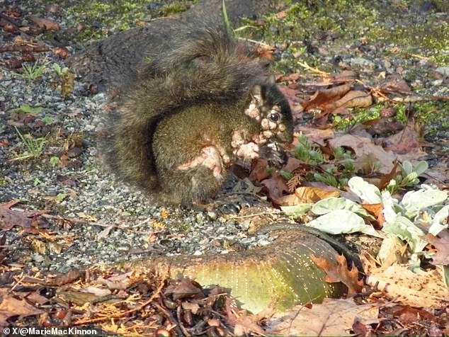 Residents in Canada have also captured images of infected squirrels who were covered in hairless tumors