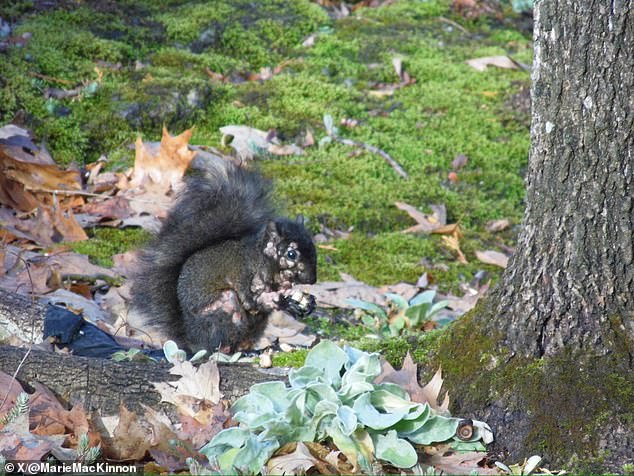The cases are not believed to be squirrel pox, which generally infects red squirrels and is more common in the UK