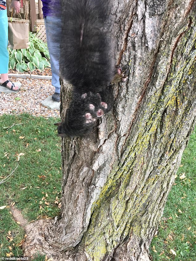 Fibromatosis tumors typically heal on their own within 2 months and do not return among gray squirrels