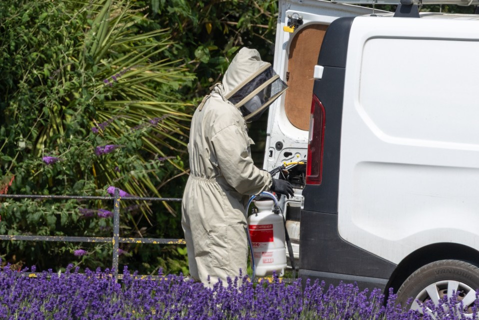 Pest control worker in protective suit at Sandringham.