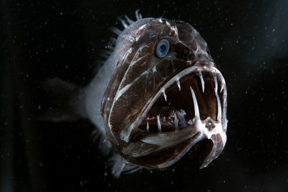 Fangtooth fish with large teeth relative to its body size.