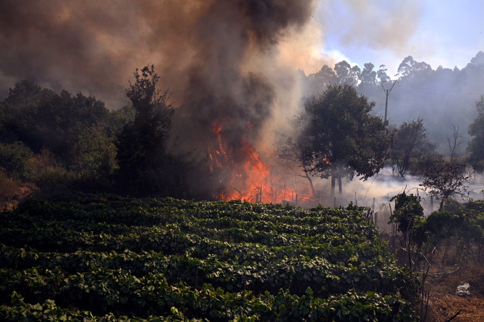 Wildfire burning near a vineyard in Spain.