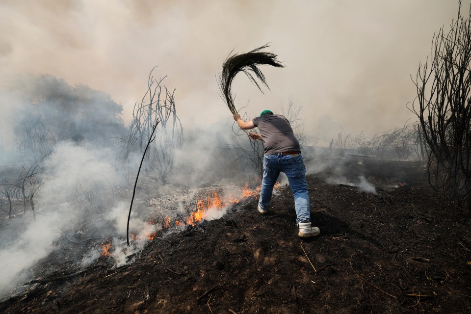 A man uses a brush to fight a wildfire.