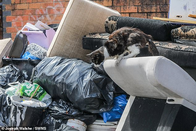 A stray cat can been seen rummaging through the litter which has piled up on the streets of Birmingham