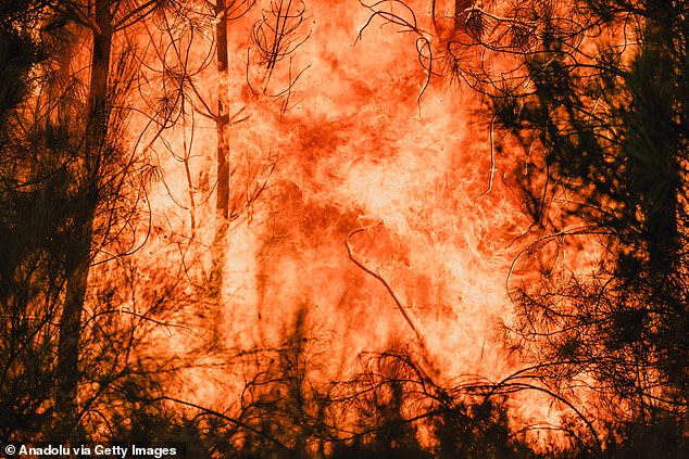 Flames rise from a wildfire approach vineyard plantations in Queirugas, Ourense, Galicia, Spain on August 18, 2025
