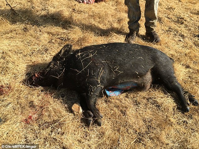 It¿s believed these wild pigs could have eaten both the bait and the poisoned rodents. Experts are urging people not to eat any meat from animals with signs of the blue pigmentation