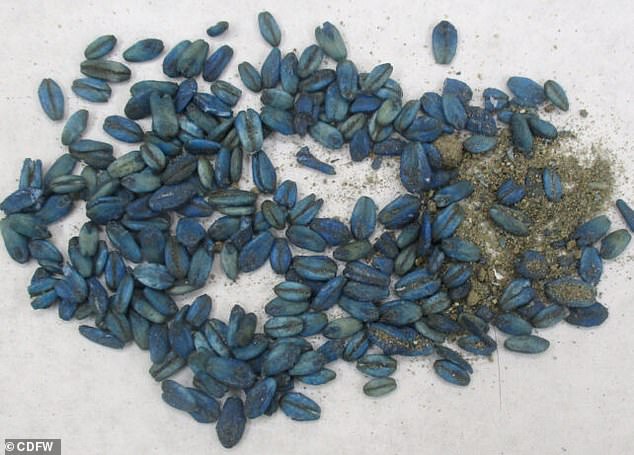 Diphacinone (pictured) is sometimes sold dyed in bright colours - like blue - to make it easily identifiable