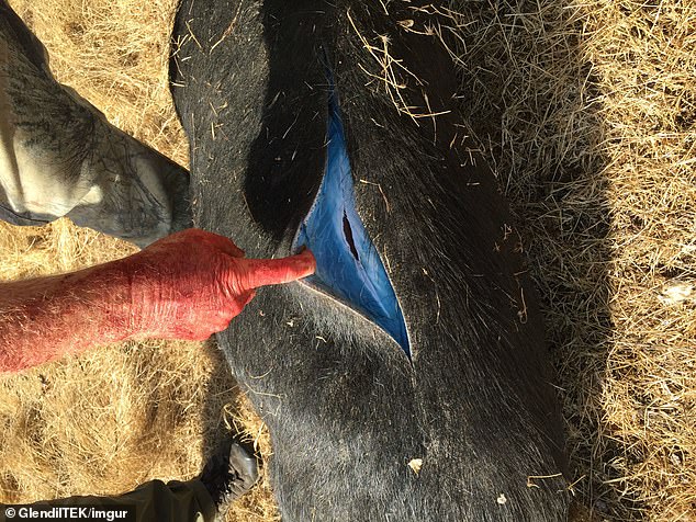 Officials have told people not to consume the tainted meat over concerns the blue flesh is a sign the animal may have consumed poison
