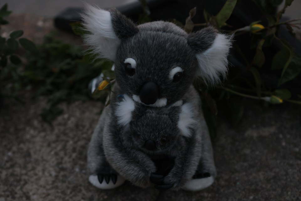 Koala bear stuffed animal left as a tribute.