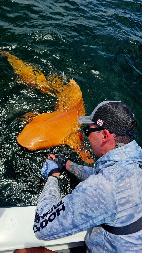 A bright orange nurse shark being held by a person on a boat.