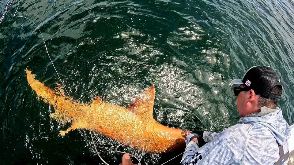 A brightly colored orange nurse shark being caught by a fisherman.