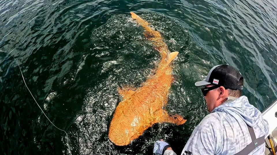 A bright orange nurse shark next to a fisherman.