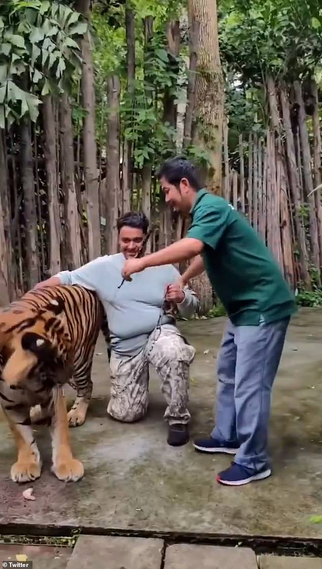 Alarming video footage shows the excited tourist crouching beside the animal and putting his arm around its back before it pounces on him