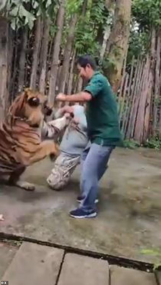 This is the shocking moment a man is mauled by a huge tiger after trying to take a selfie with it in Thailand