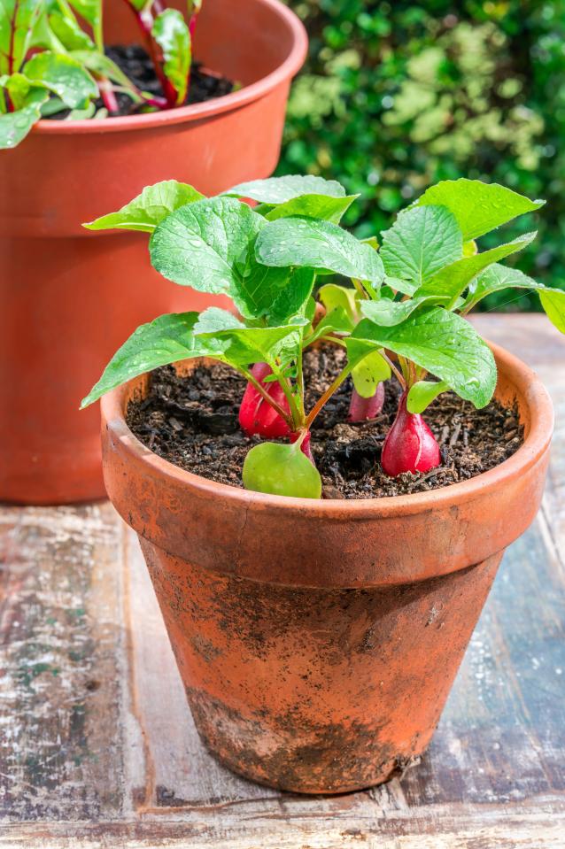 2C3YJ32 Young raddish plants in a pot on an outdoor table - urban vegetable garden idea