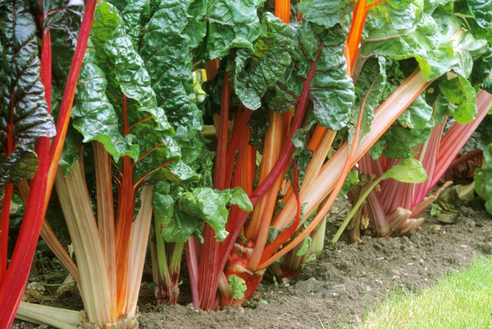 ABNXNE Swiss Chard 'Bright Lights', vegetable, red rhubarb variety varieties chards rhubarbs