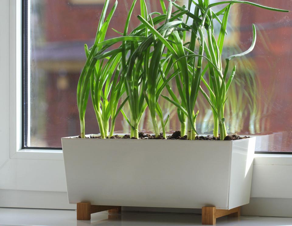 2JP2EE0 spring onion, spring onions
