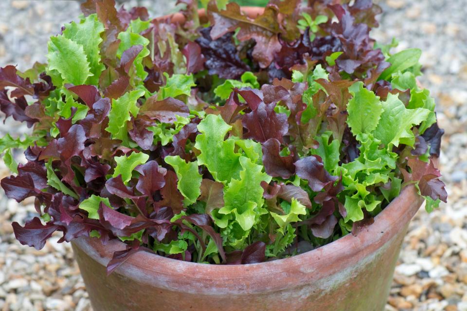 J4DXGJ Garden container, a terracotta pot, with young mixed red and green lettuce plants grown for kitchen uses as cut or pick, and come again salad leaves, 