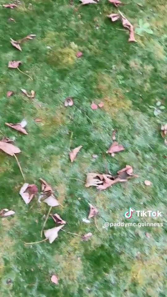 Fallen leaves on a lawn.