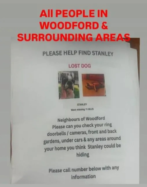 Photo of a lost dog poster asking for help finding Stanley in Woodford.