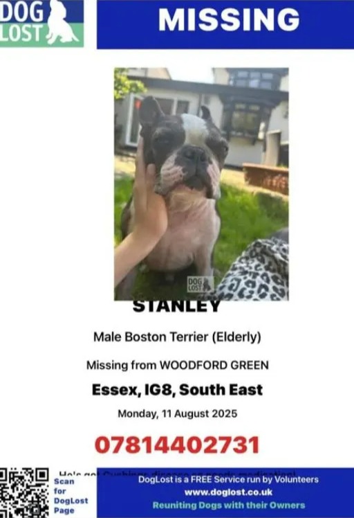 Missing dog poster: photo of Stanley, an elderly male Boston Terrier, missing from Woodford Green, Essex.  Contact number provided.