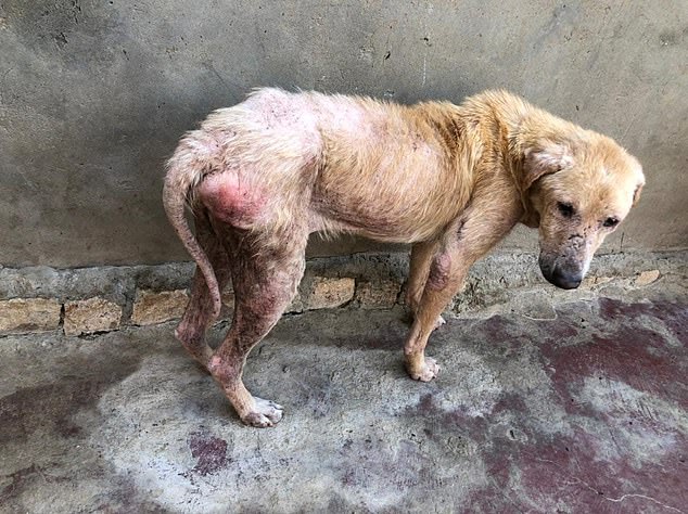 The dogs in the shelter were often badly injured or malnourished as a result of the poor treatment