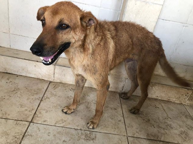 Claire was forced to pay around £5,000 to be able to go into the shelter and rescue the dogs