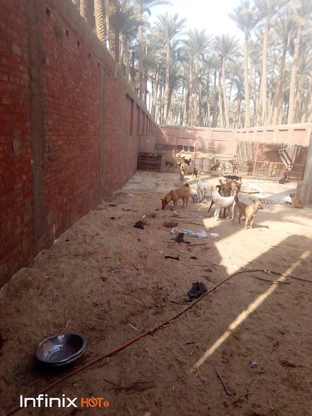The dogs were left by the old owner of the shelter with volunteers having to throw food over the walls