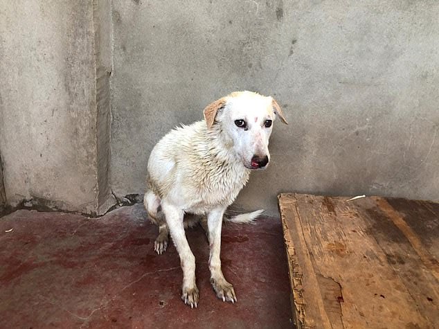 The landlord would not allow anyone else access to the building and the dogs were left to starve
