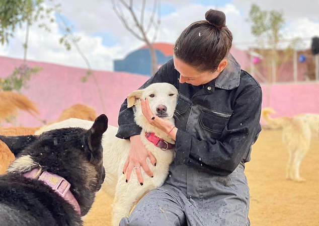 The dogs have all been rescued from owners who abused them or brought in from the streets