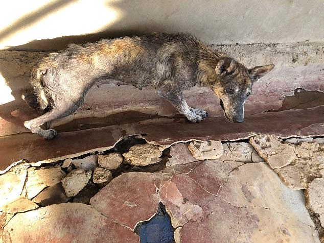 Dogs faced dire conditions in the old shelter, with no food and no one left to look after them