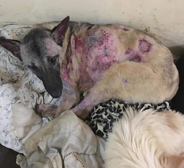 Claire and Sanaa have rescued dogs who have faced horrors at the hands of their previous owners