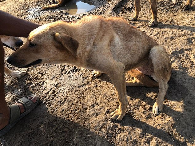 She said dogs are often raped, attacked or left without food, some even shot by their owners