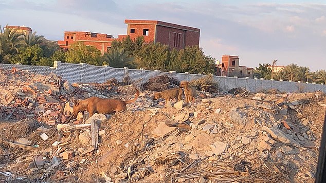 The pair are now trying to help some of the street dogs who roam wild in the towns and villages